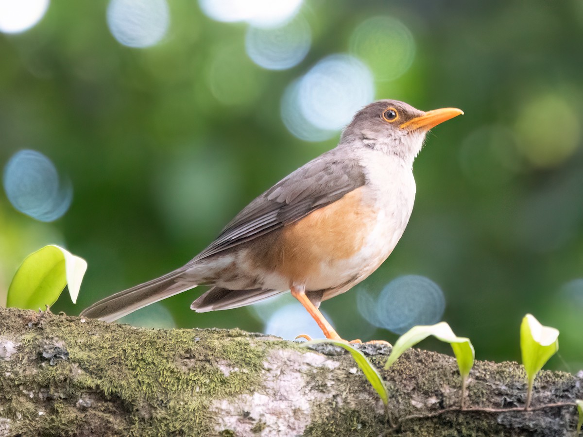 Christmas Island-Thrush - ML646445132
