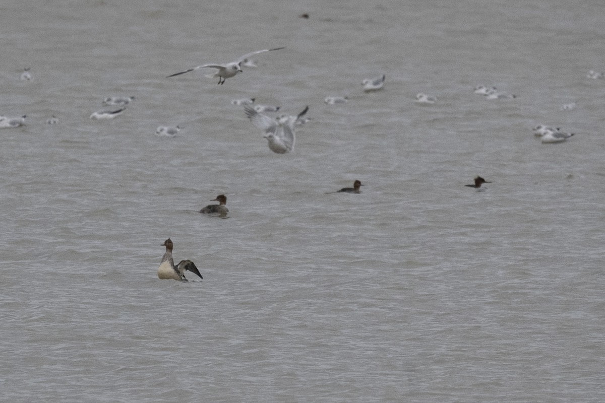 ウミアイサ - ML646445135