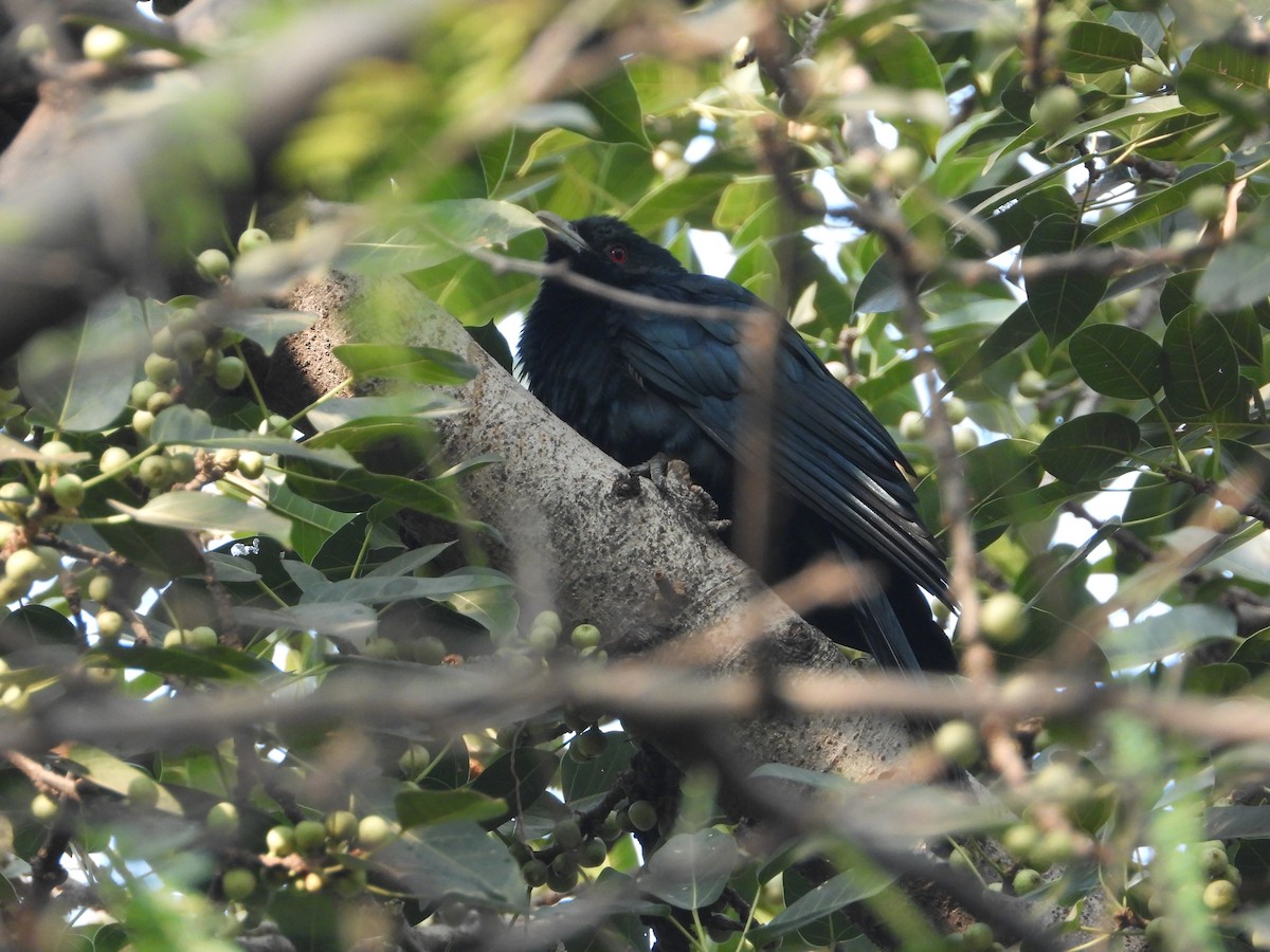 Asian Koel - ML646445136