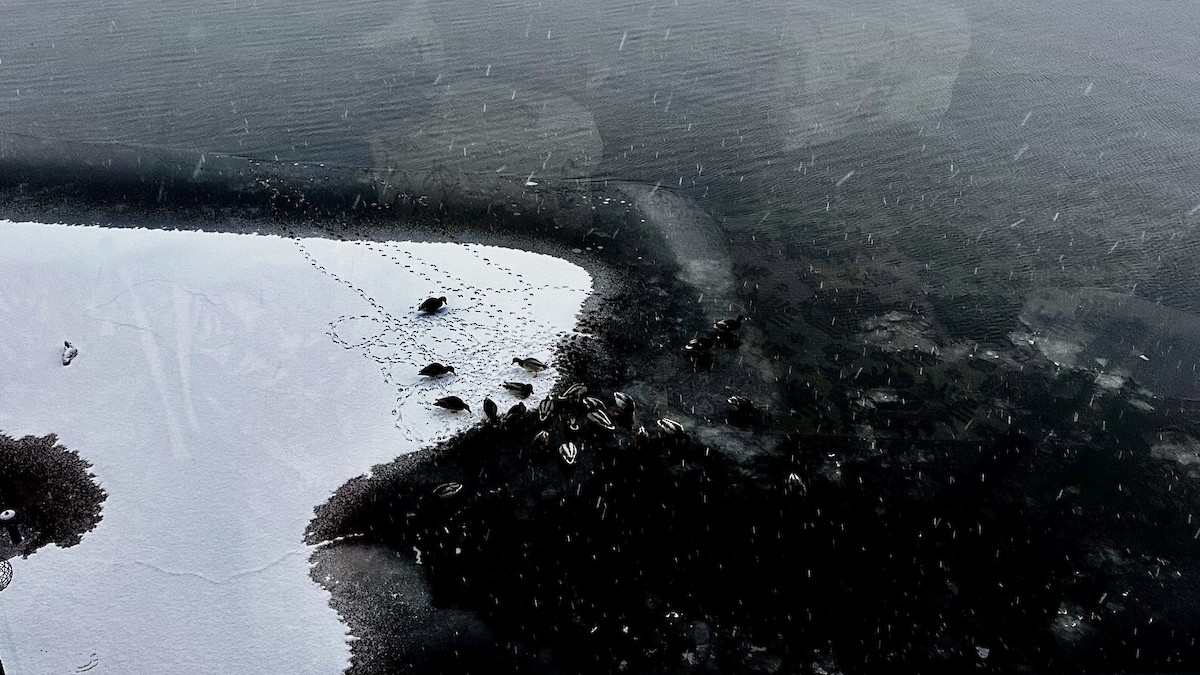 Mallard - ML646445137