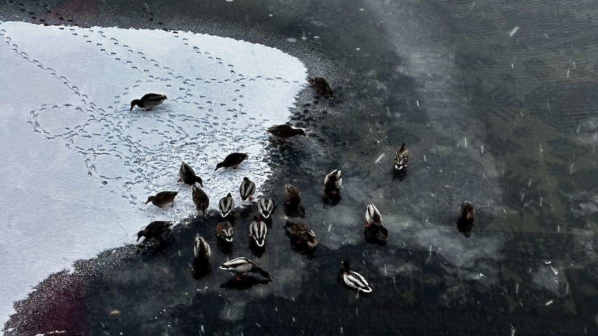 Mallard - ML646445138