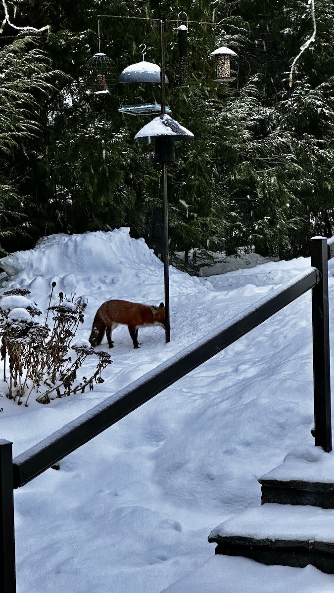 Animals - ML646445139