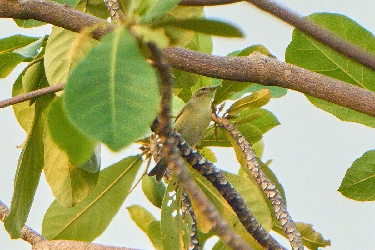 Willow Warbler - ML646445142