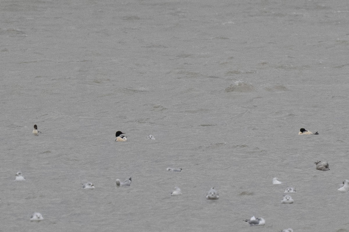 カワアイサ - ML646445143