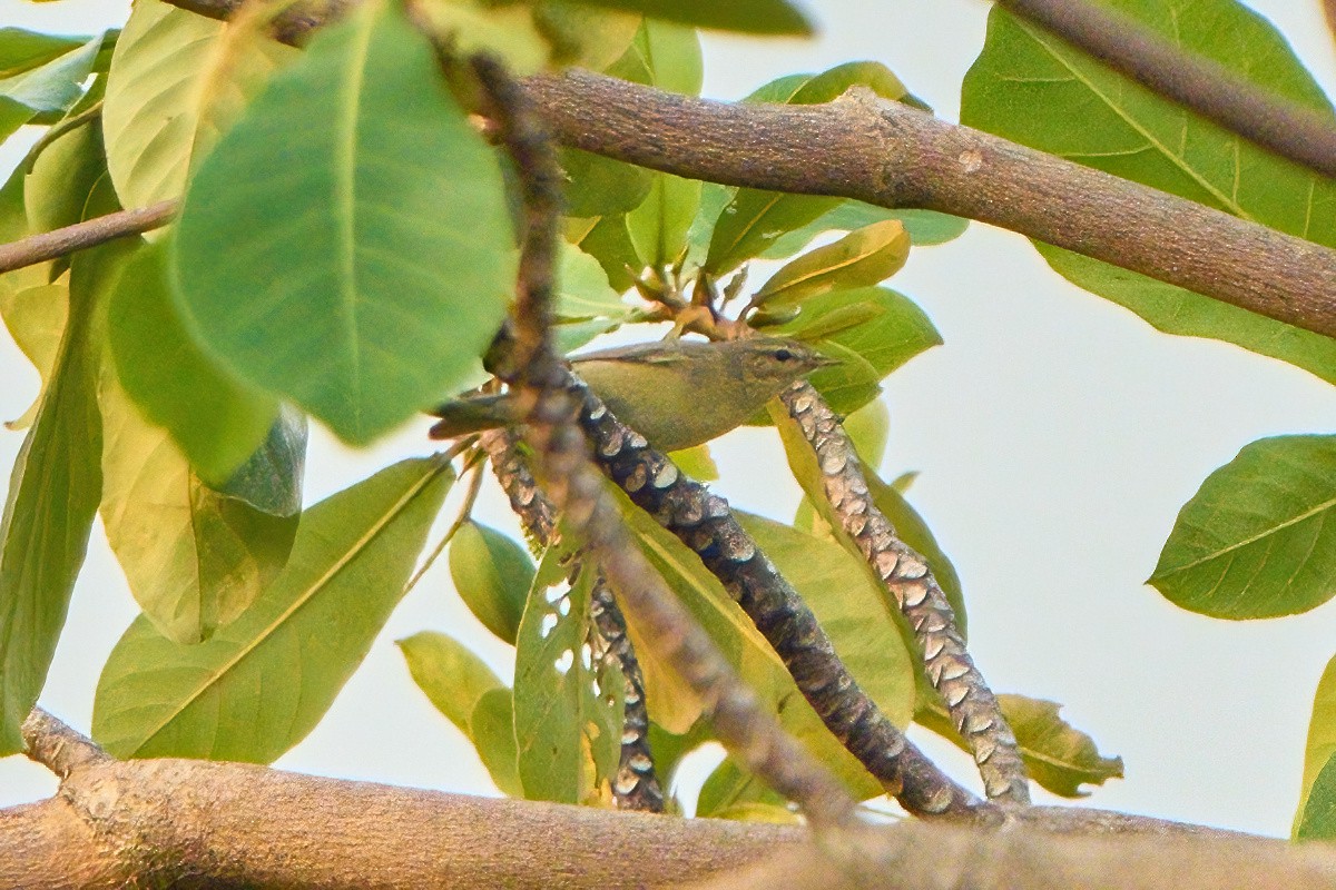 Willow Warbler - ML646445144