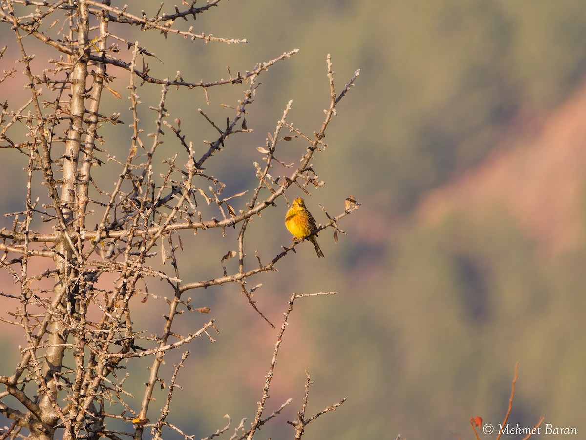 strnad obecný - ML646445146