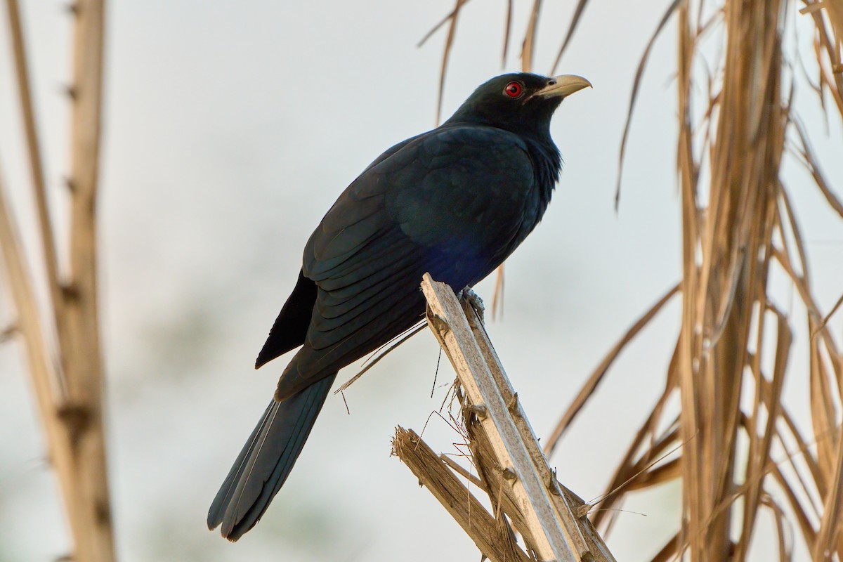 Asian Koel - ML646445147