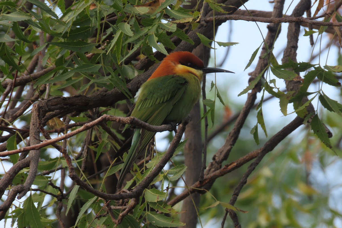 Chestnut-headed Bee-eater - ML646445148