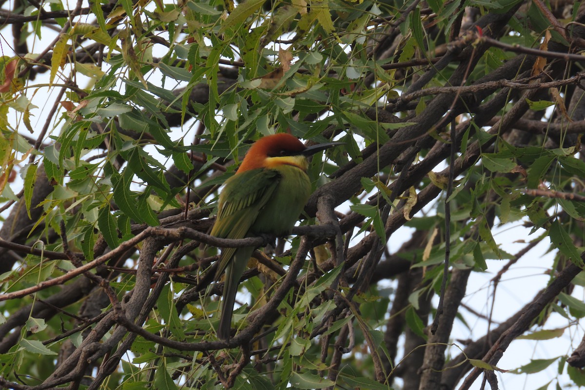 Chestnut-headed Bee-eater - ML646445150