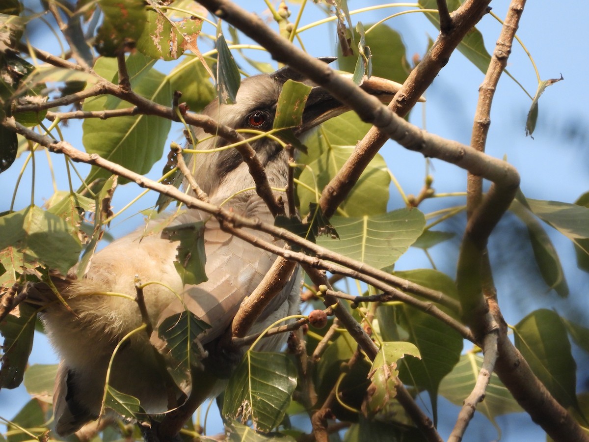 Indian Gray Hornbill - ML646445152