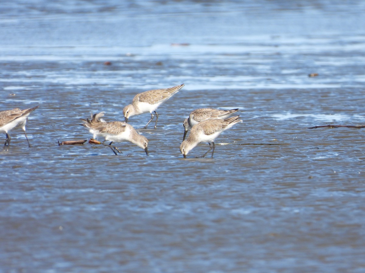 Curlew Sandpiper - ML646445153