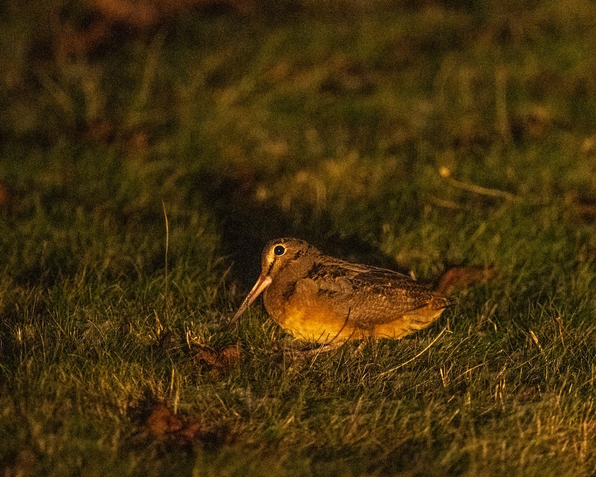 American Woodcock - ML646445156