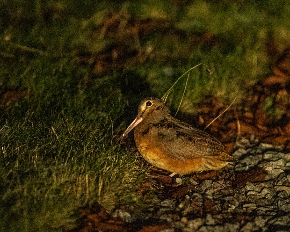 American Woodcock - ML646445157