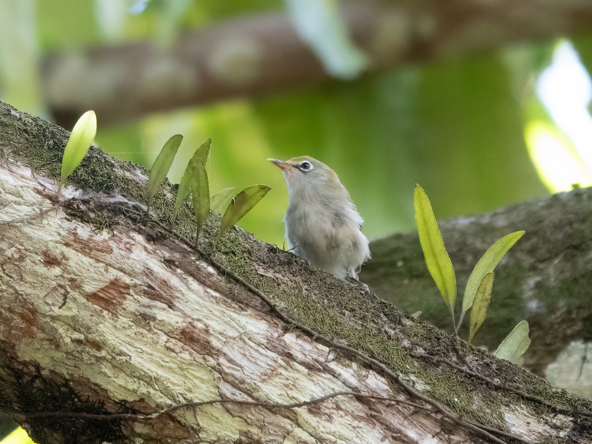 Christmas Island White-eye - ML646445158