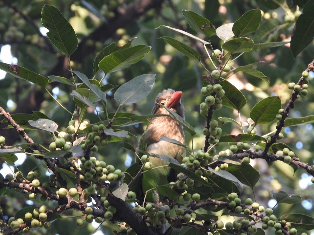 Brown-headed Barbet - ML646445159