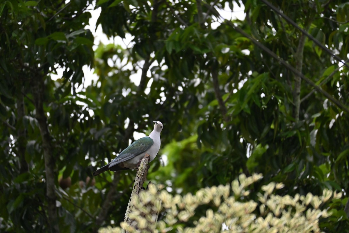 Green Imperial-Pigeon - ML646445160