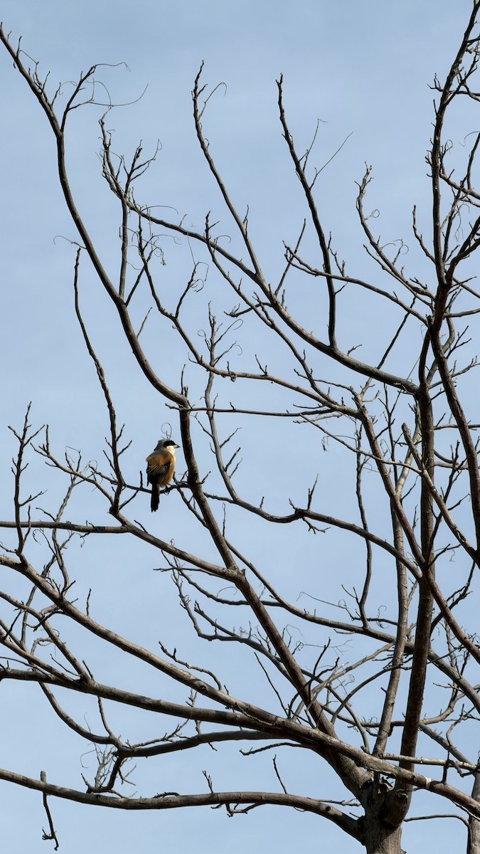 Long-tailed Shrike - ML646445163