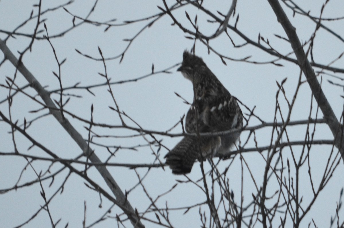 Ruffed Grouse - ML646445164