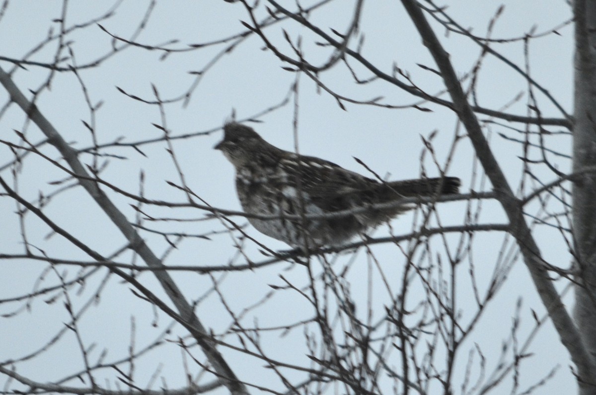 Ruffed Grouse - ML646445165