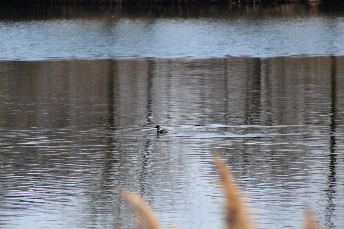 Red-breasted Merganser - ML646445166