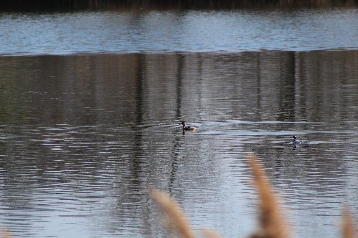 Red-breasted Merganser - ML646445167