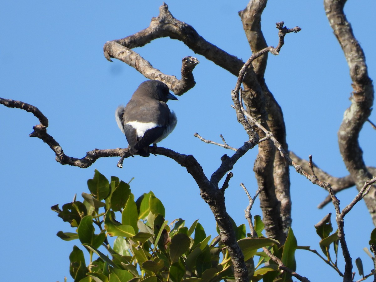 White-breasted Woodswallow - ML646445168