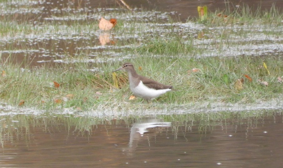 Common Sandpiper - ML646445169