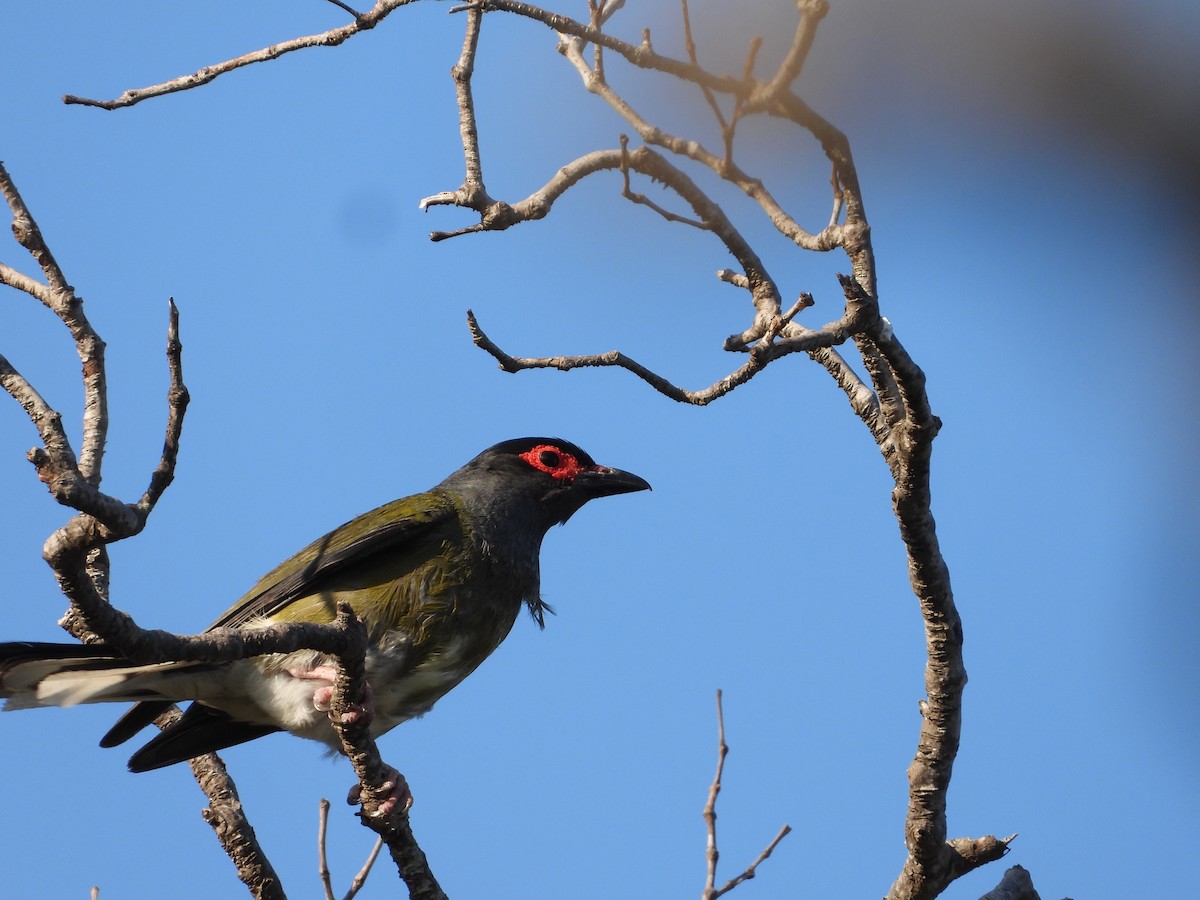 Australasian Figbird - ML646445170