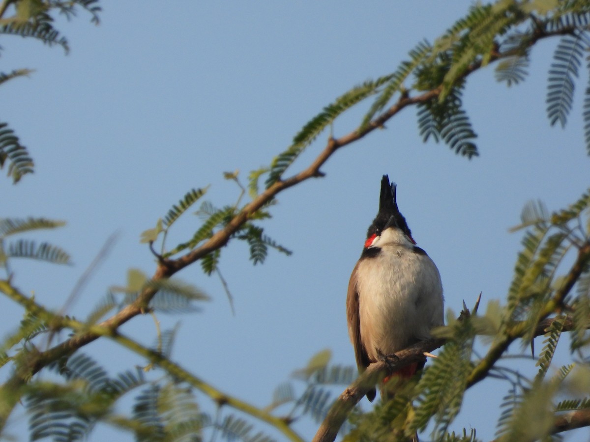 Red-whiskered Bulbul - ML646445171