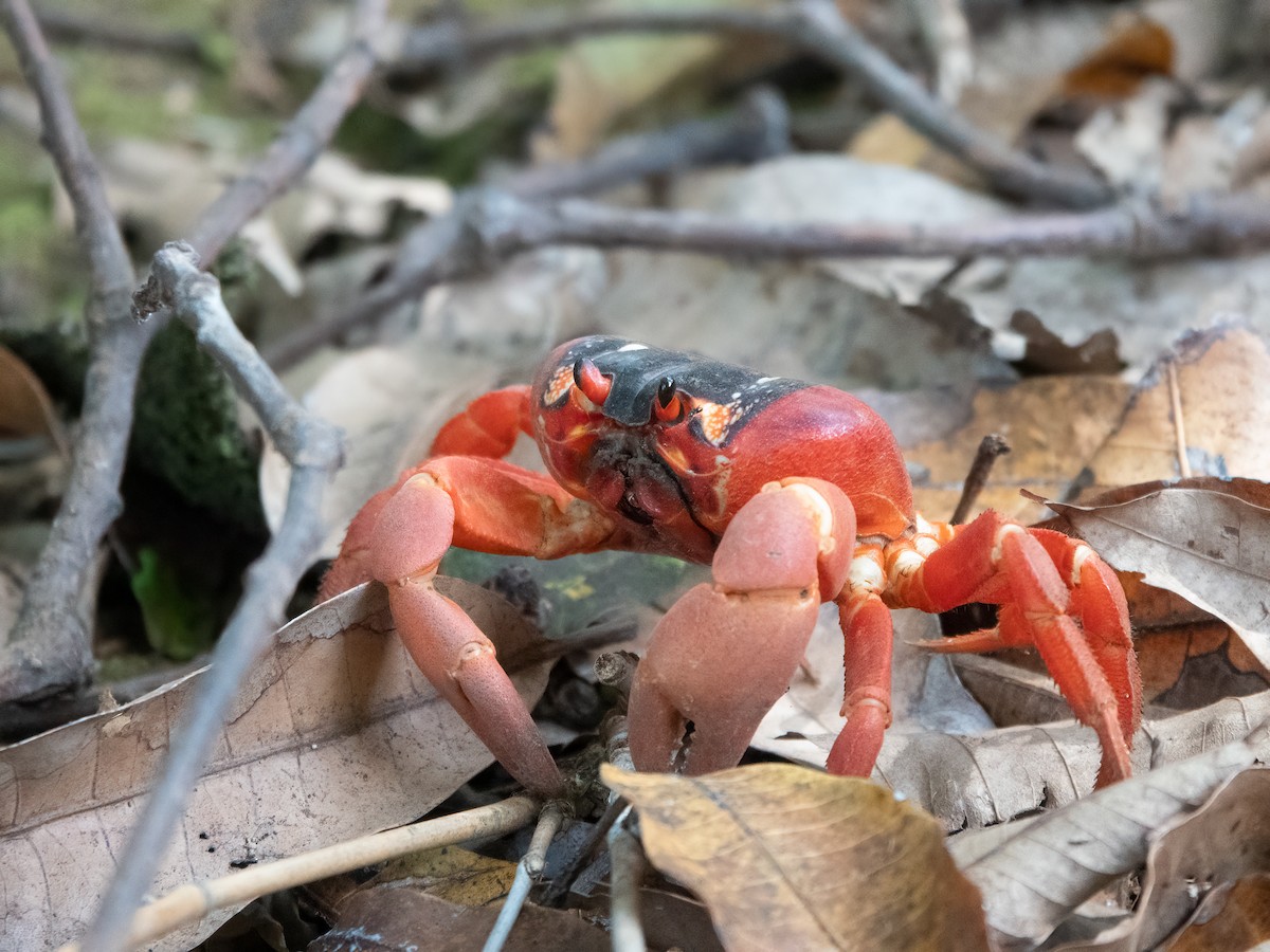 Indian Ocean red claw land Crab - ML646445172
