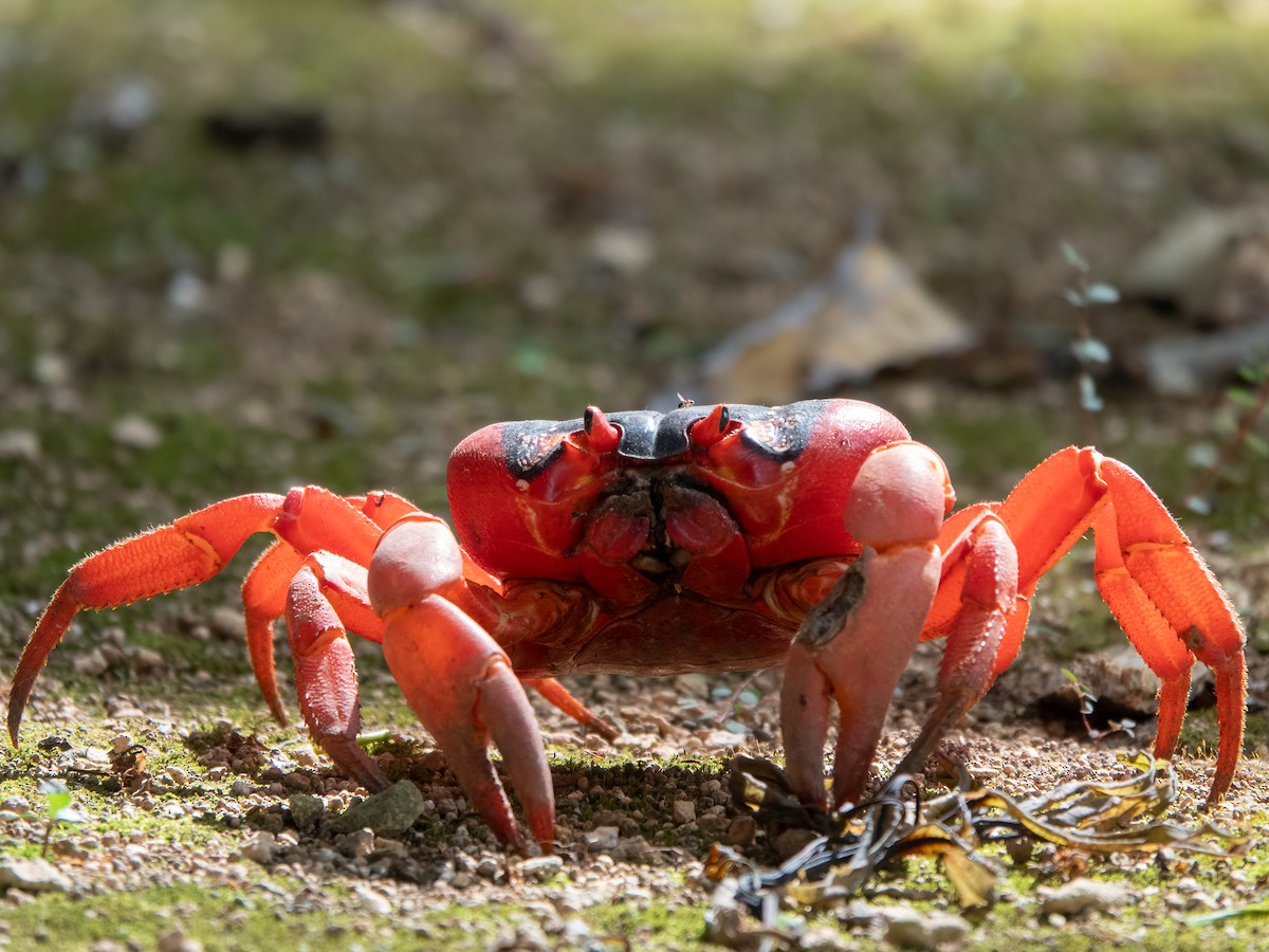 Indian Ocean red claw land Crab - ML646445173