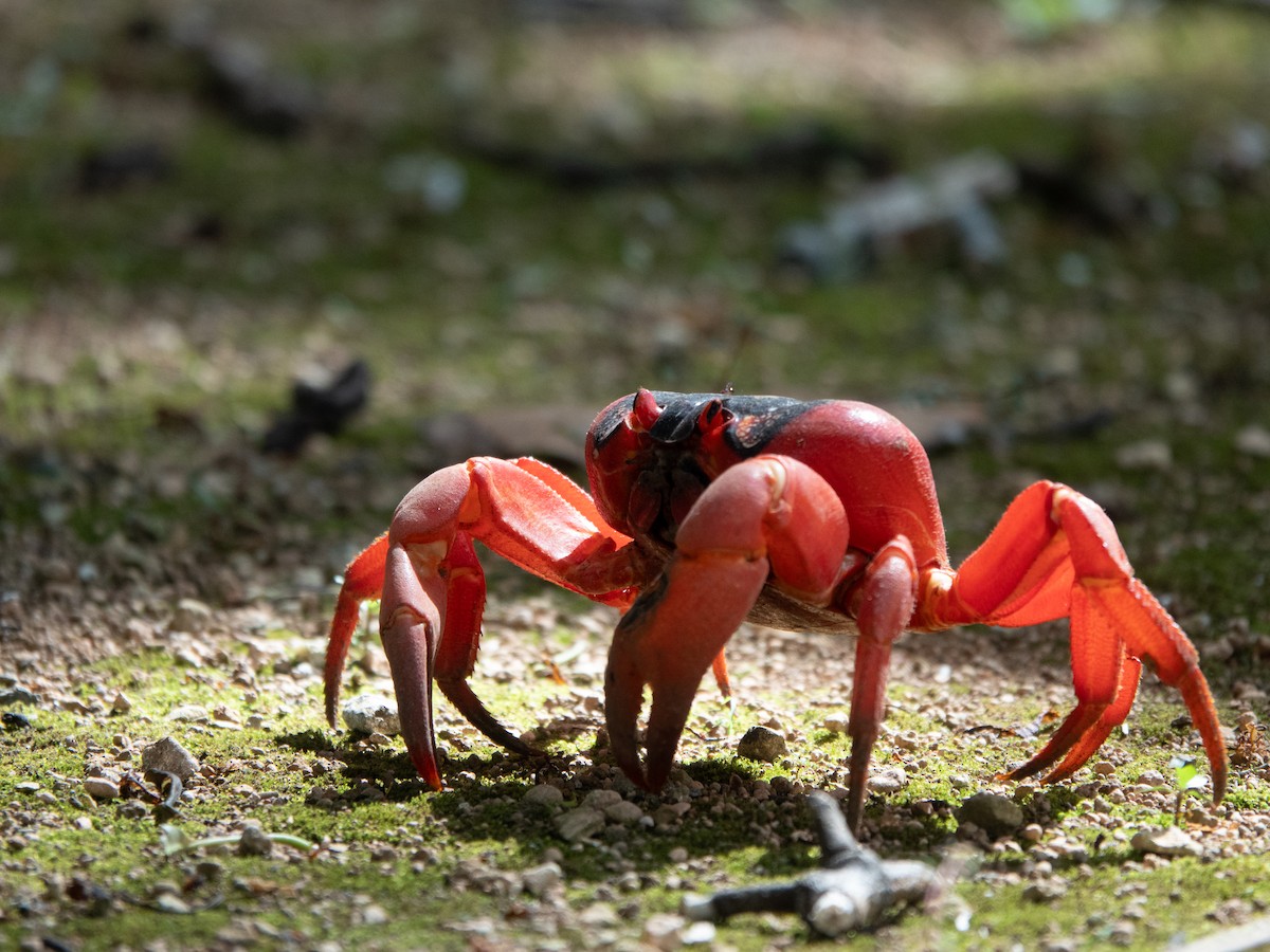 Indian Ocean red claw land Crab - ML646445174