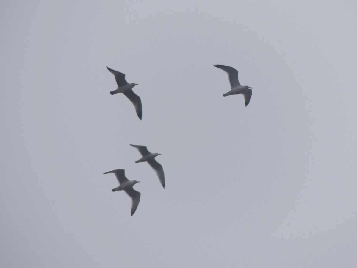 Caspian Gull - ML646445176