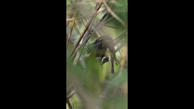 Common Chiffchaff - ML646445177