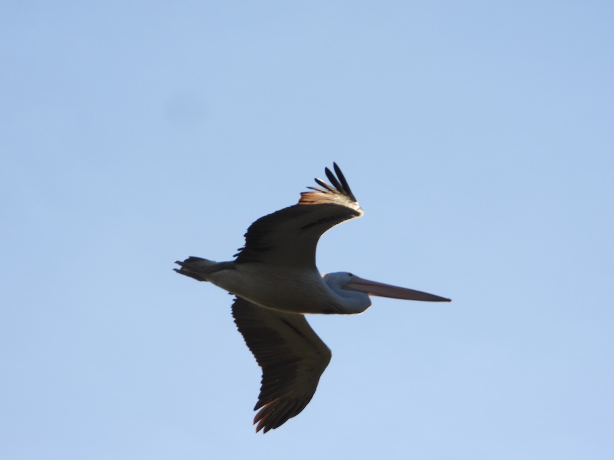 Australian Pelican - ML646445178