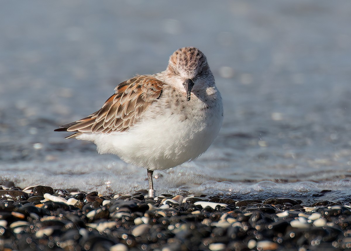 Gambecchio collorosso - ML646445179