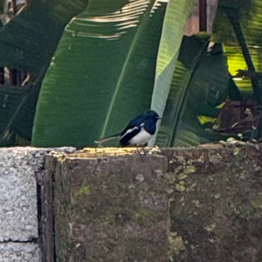 Oriental Magpie-Robin - ML646445181