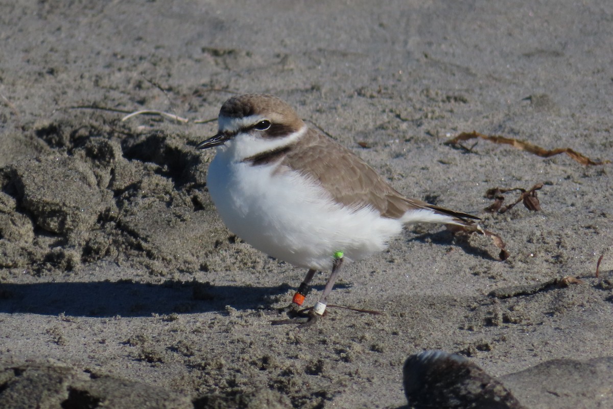 Chorlitejo Nivoso - ML646445194