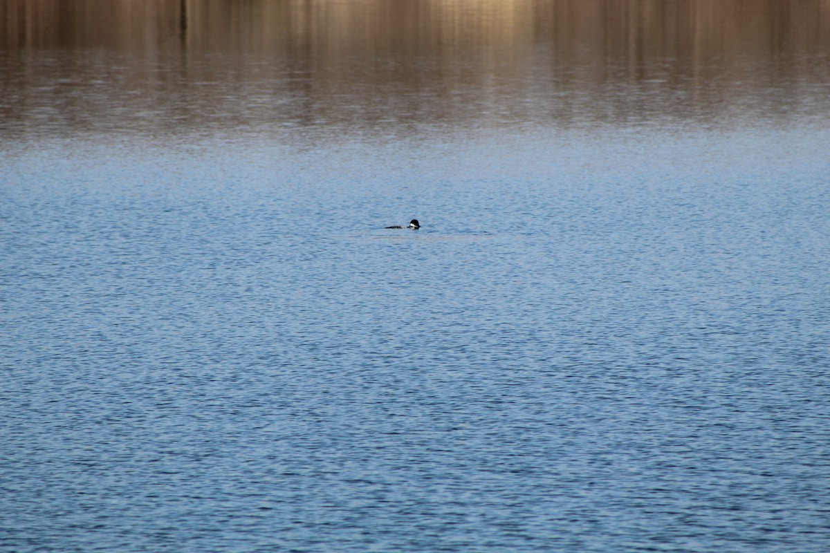 Common Loon - ML646445195