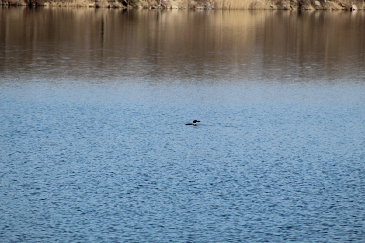 Common Loon - ML646445196