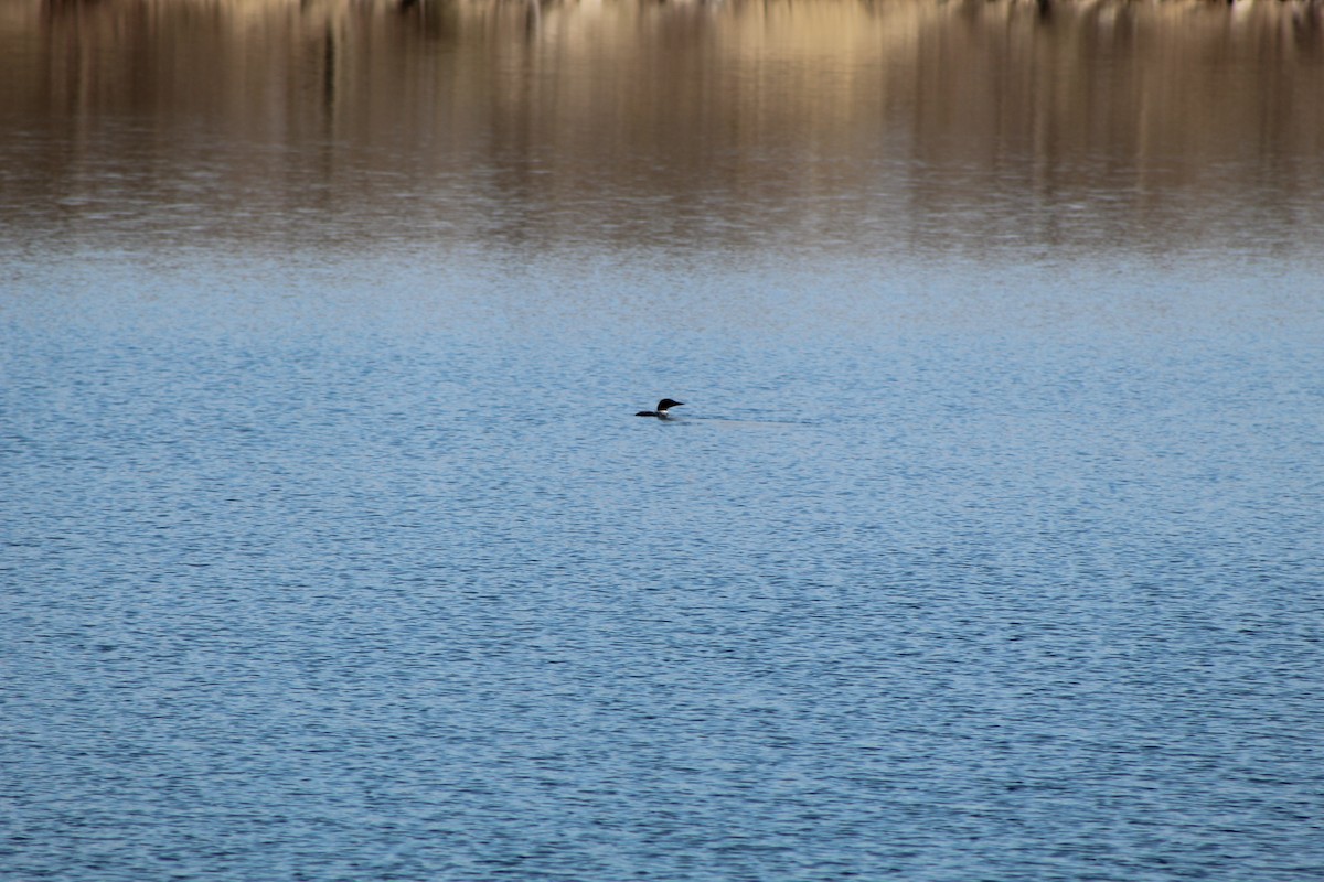 Common Loon - ML646445197