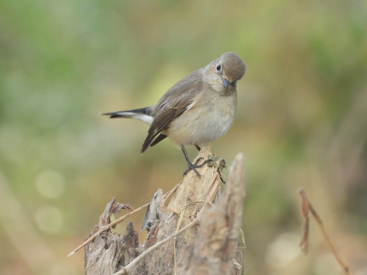 Red-breasted Flycatcher - ML646445198