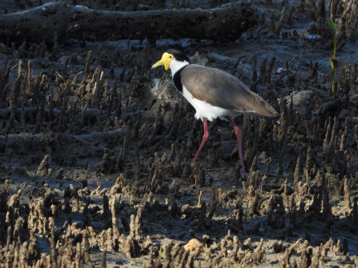 Avefría Militar - ML646445199