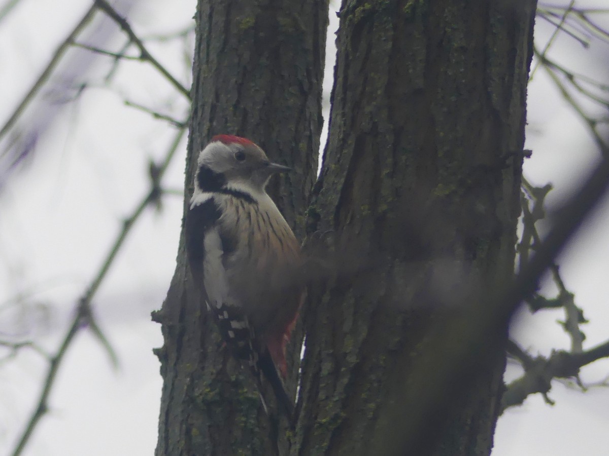 Middle Spotted Woodpecker - ML646445200