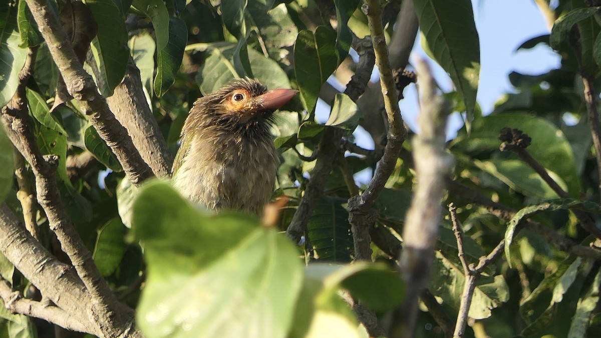 barbet hnědohlavý - ML646445201