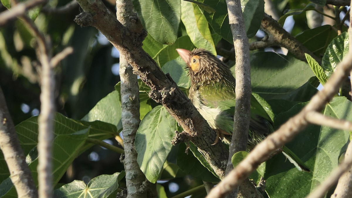 barbet hnědohlavý - ML646445202
