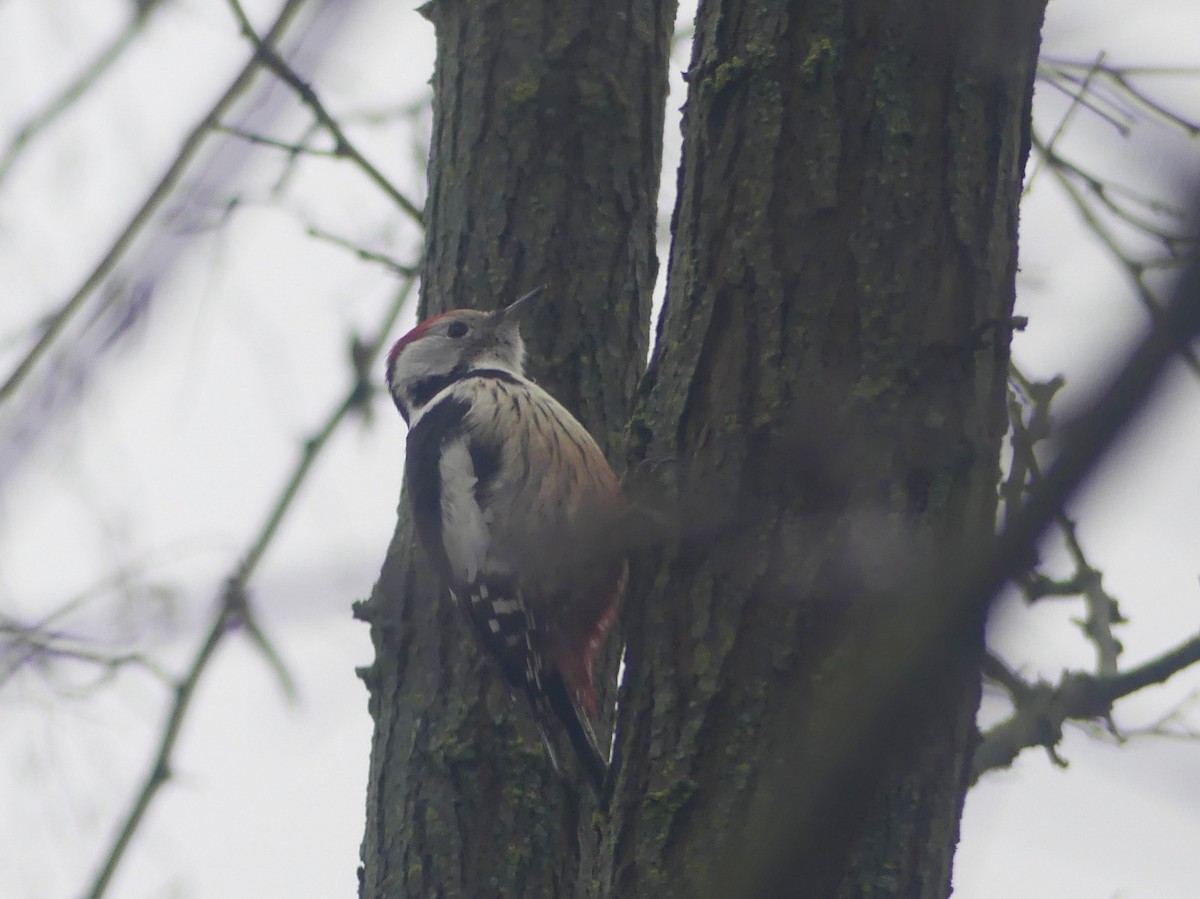Middle Spotted Woodpecker - ML646445203