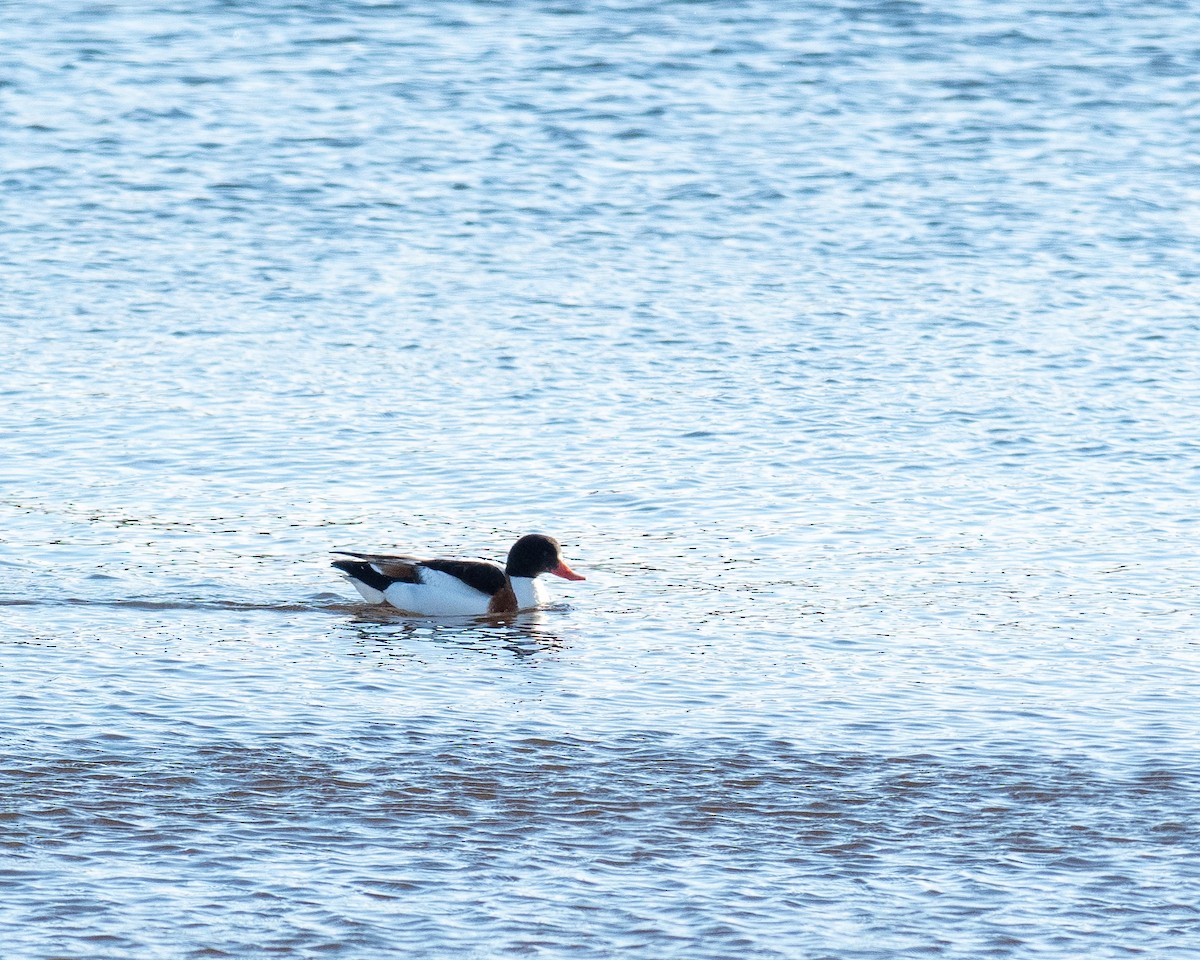 Common Shelduck - ML646445204