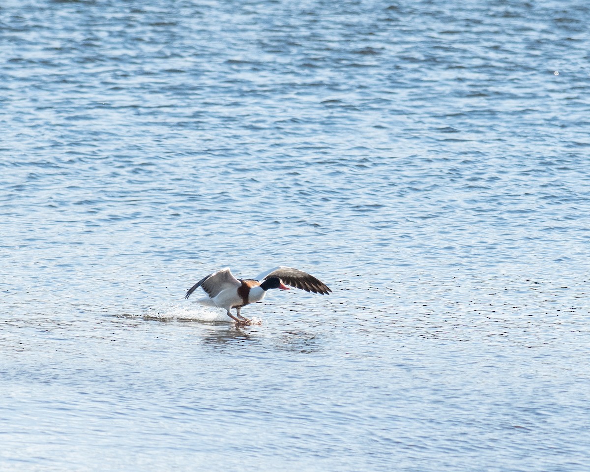 Common Shelduck - ML646445205