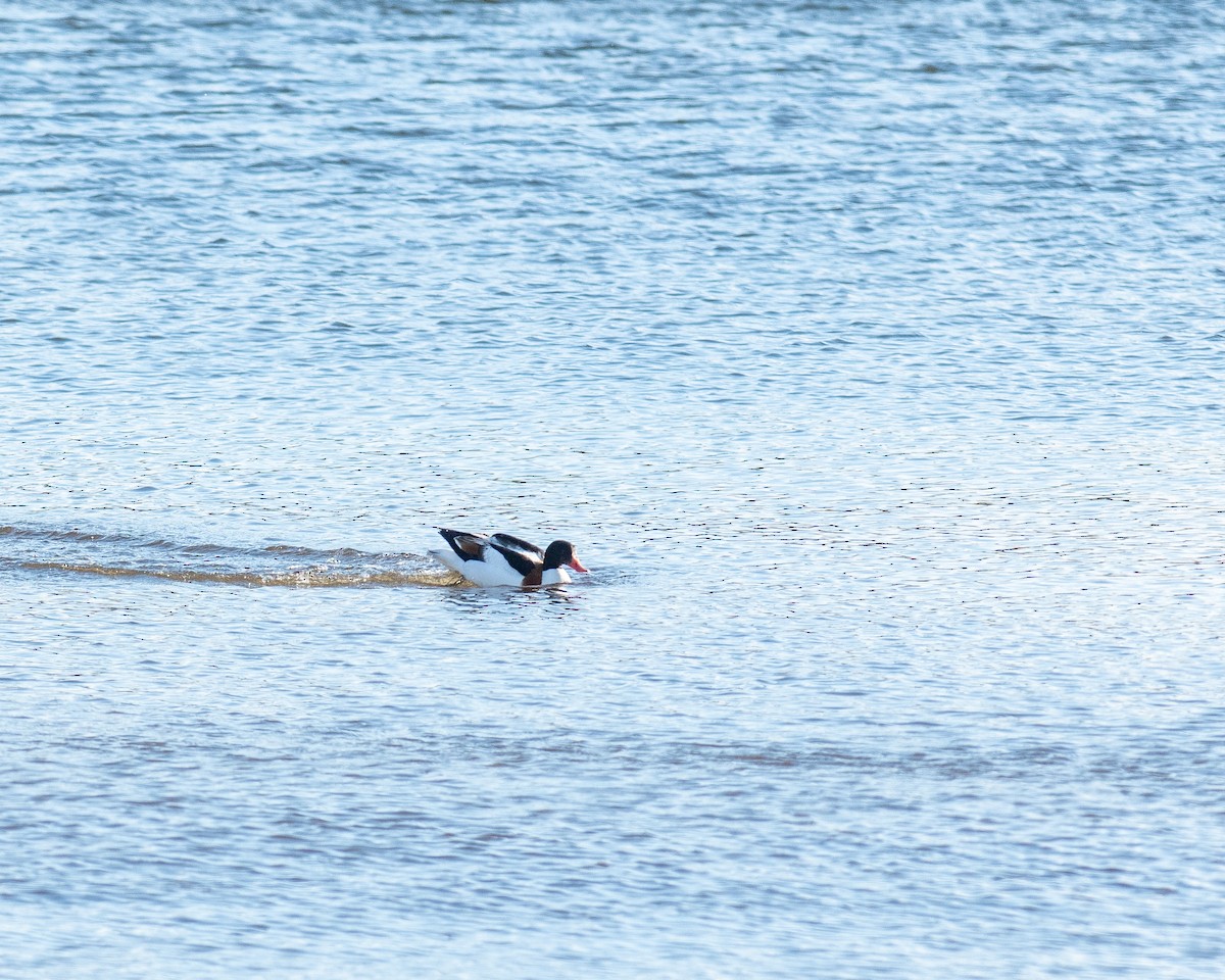 Common Shelduck - ML646445206